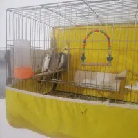 یک جفت عروس