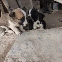 پاکوتاه|سگ|نیشابور, ماروسک|دیوار