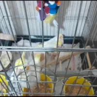 لوتینو دستی دو و سه ماهه|پرنده|تهران, والفجر (افسریه)|دیوار