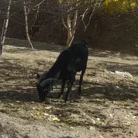 نر بز ۲ساله مورسیا اصل|حیوانات مزرعه|مهریز, |دیوار