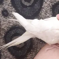 عروس هلندی دستی نریکساله