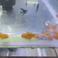 ماهی ردکپ،اوراندا،کالیکو