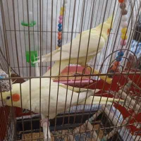 یک جفت عروس هلندی