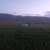 فروش سم برای سوسک