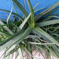 حراج|حراج|آبدانان, |دیوار