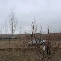باغ اهر