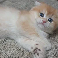 بریتیش اسکاتیش فوق العاده