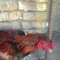 خروس لاری