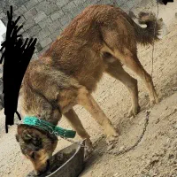 سگ سرابی ذات قدیم|سگ|شهرضا, |دیوار