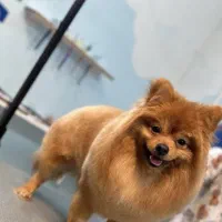 سگ نر نژاد پامر