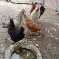 مرغ خروس