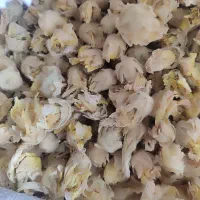 فروش گل ختمی سفید