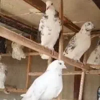 کفتر درجه یک