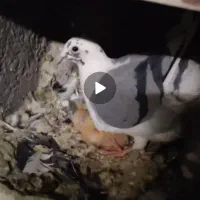 کفتر گمشده|حیوانات|تربت جام, شهید غلام زاده|دیوار