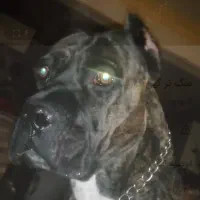 کن کورسو سگ گارد