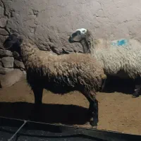 میش هترو|حیوانات مزرعه|گرمخان, |دیوار