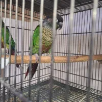 پرنده طوطی گرینجیک|پرنده|کاشان, فاز ۲ ناجی آباد|دیوار