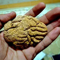 دو قطعه فسیل بسیار کمیاب|جواهرات|تهران, تهرانپارس شرقی|دیوار