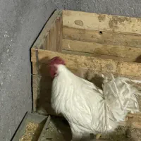 خروس بومی|حیوانات مزرعه|خمینیشهر, |دیوار