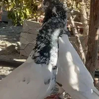 کفتر|پرنده|کهنوج, |دیوار