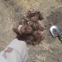 پیاز زعفران درجه یک درشت