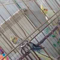 عروس هلندی آماده