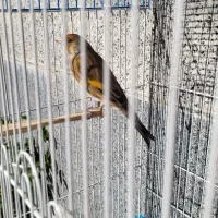 سهره قناری دو لبه خون|پرنده|کوهدشت, |دیوار