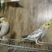 عروس هلندی جفت