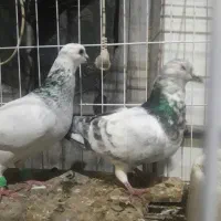 گوره|پرنده|اندیمشک, |دیوار