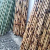 خیزران (بامبو)