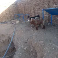سه عددبزغاله چاق|حیوانات مزرعه|سبزوار, صالح آباد|دیوار