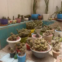 فروش فوری کاکتوس