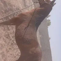 فروش اسب دره شوری|اسب و تجهیزات اسبسواری|بم, |دیوار