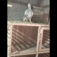 پرنده