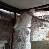 زرد هفترنگ خطی، کبود خطی