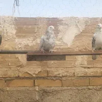 حیون غریب گیری|پرنده|پاکدشت, حصار امیر|دیوار