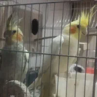 یک جفت عروس هلندی بالغ