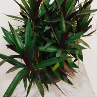 فروش زاموفیلیا ی سبز   با۱۰%تخفیف|گل و گیاه طبیعی|سرپل ذهاب, |دیوار