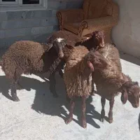 4 راس بره (گوسفند)