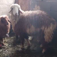 بره نر چاق سنگین