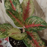 انواع گل آگلونما رنگی