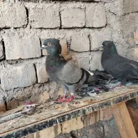 کفتر|پرنده|قم, تعویض پلاک|دیوار