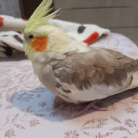 عروس هلندی مفقودشده