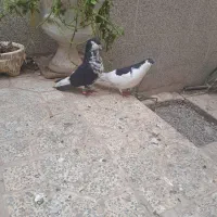 فنچ کبوتر|پرنده|یزد, |دیوار