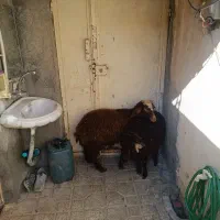 2راس بره ماده سالم سرحال جفتی 19 ملیون|حیوانات مزرعه|مریوان, |دیوار