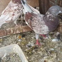 کفترهای پاکستانی|پرنده|تهران, جیحون|دیوار