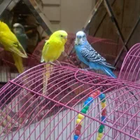 یک جفت مرغ عشق اهلی