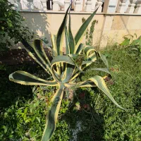گل اگاو|گل و گیاه طبیعی|کلاچای, |دیوار