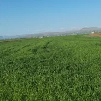 زمین کشاورزی دیم