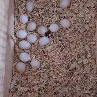 فروش عروس هلندی مولد و مرغ عشق با لوازم کامل|پرنده|خرمآباد (تنکابن), |دیوار